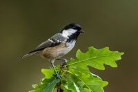 Coal-Tit