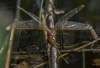 Brown-Hawker (f)