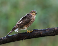 Sparrowhawk (f)