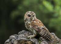 Tawny-Owl