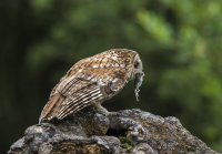 Tawny-Owl