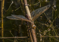 Brown-Hawker (f)