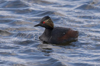 Black-Necked-Grebe