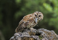 Tawny-Owl