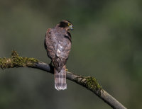Sparrowhawk (f)