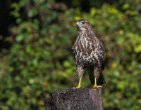 Buzzard