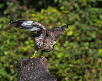 Buzzard