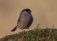 Bullfinch (f)