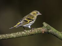 Siskin (f)