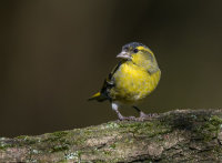 Siskin (m)