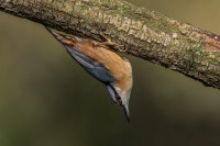 Nuthatch