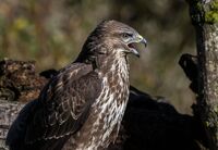 Buzzard