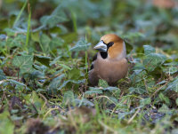 Hawfinch-male