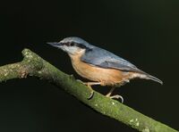 Nuthatch