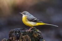 Grey-Wagtail