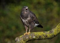 Buzzard