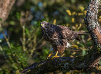 Buzzard