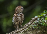 Tawny-Owl