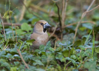 Hawfinch-female