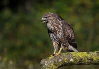 Buzzard