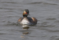 Black-Necked-Grebe