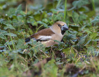 Hawfinch-female