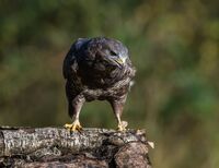 Buzzard