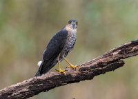 Sparrowhawk (m)