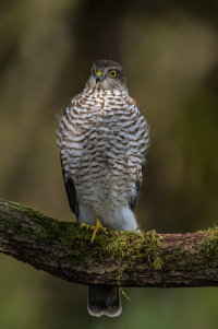 Sparrowhawk (f)