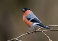 Bullfinch (m)