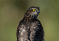 Sparrowhawk (f)