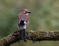 Jay