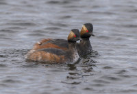 Black-Necked-Grebes
