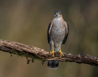 Sparrowhawk (m)