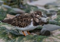Turnstone