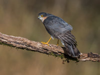 Sparrowhawk (m)