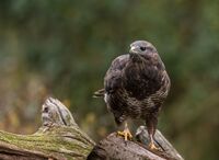 Buzzard
