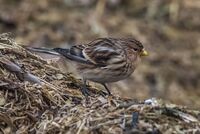 Twite