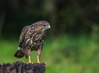Buzzard
