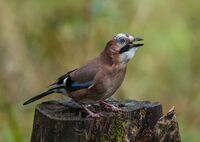 Jay