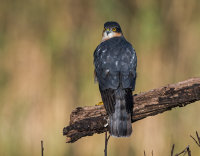 Sparrowhawk (m)