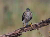 Sparrowhawk (m)
