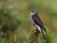Sparrowhawk (f)