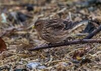 Twite
