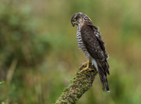 Sparrowhawk (f)