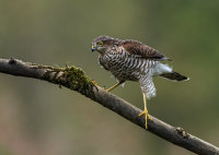 Sparrowhawk (f)