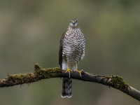 Sparrowhawk (f)
