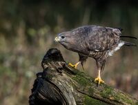 Buzzard
