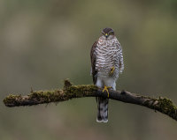 Sparrowhawk (f)