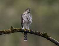 Sparrowhawk (f)